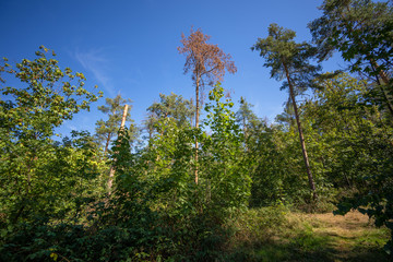 Trockenheit und Dürre im Wald