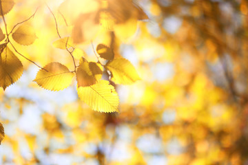 Autumn background in the park