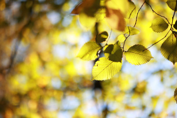 Autumn background in the park