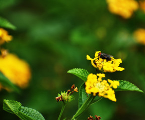 housefly on yellow flower
