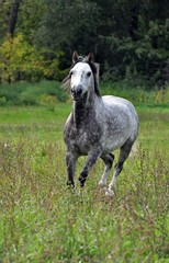 Obraz premium Grey horse halopyrum on green grass
