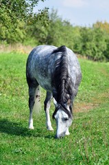 Grey apples horse eating grass