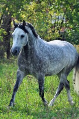 Fototapeta na wymiar Grey apples horse on the loose