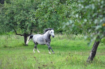 Obraz premium Grey apples horse riding in the apple garden