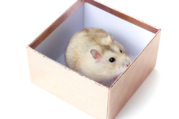 Obraz premium Dwarf fluffy hamster in a gift box on white background