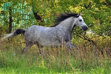 Fototapeta na wymiar Beautiful grey horse in the tall grass