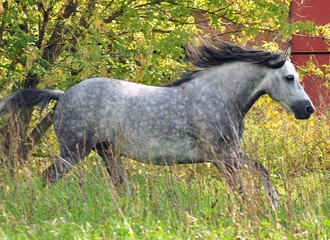 Fototapeta na wymiar Grey horse flies golopom autumn day