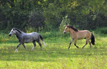Obraz na płótnie Canvas Gray and a buckskin horse a sunny day