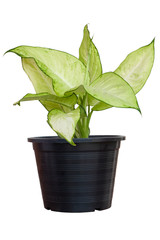 Dumb Cane plant or Dieffenbachia in black plastic pot isolated on white background.