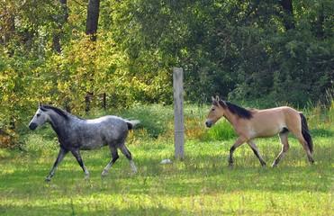 Young horses on the field