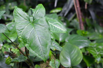 Detail of leaf of an exotic 'Syngonium Podophyllum Schott Trileaf Wonder' plant