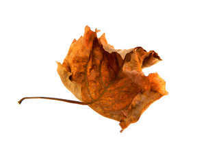 dry leaf isolated on white background
