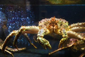 Big alive crab in a norwegian sea food