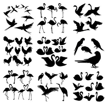 Set of various bird vector silhouettes isolated on white background