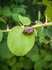 ladybug on a leaf