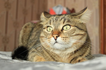 Fototapeta na wymiar Dumbfounded and funny striped cat. Home furnishings.