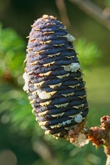 Pine cone of Korean fir tree