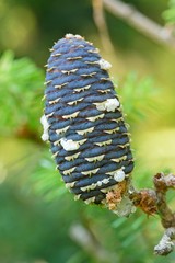 Pine cone of Korean fir tree