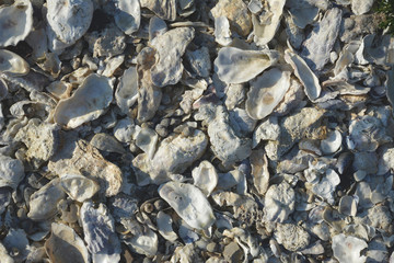 Background with multiple whole and shattered opened empty oyster shells and small clams and spirals