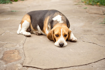 Beagle dog sleeps and rests, dog sleeps and dreams in the garden on a stone walkway