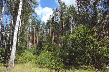 Beautiful pine forest and blue sky
