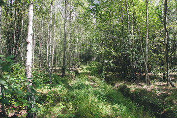 Path in beautiful birch grove