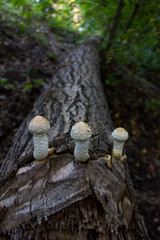 mushrooms on tree