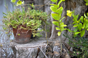 This is my mini garden