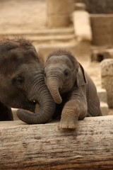 Naklejka premium Elefantenkinder im Zoo