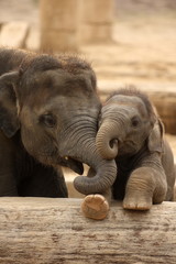 Elefantenkinder im Zoo, zwei niedliche kleine Elefanten kuscheln, Elefant im Tierpark © Ines Hasenau