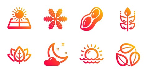 Gluten free, Peanut and Snowflake line icons set. Sunset, Night weather and Sun energy signs. Organic tested, Leaves symbols. Bio ingredients, Vegetarian nut. Nature set. Vector