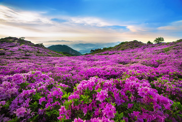 황매산철쭉의 분홍색 물결