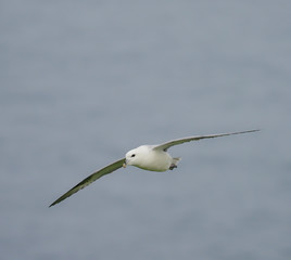 Fulmar, Fulmarus glacialis
