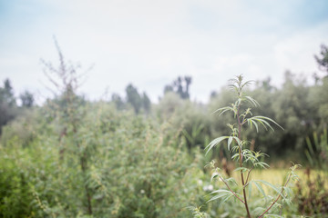 Obraz na płótnie Canvas Wild growing cannabis plant outside