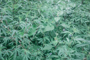 Wild growing cannabis plant outside