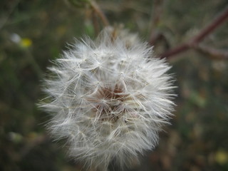 Close up view of dandelion in nature background