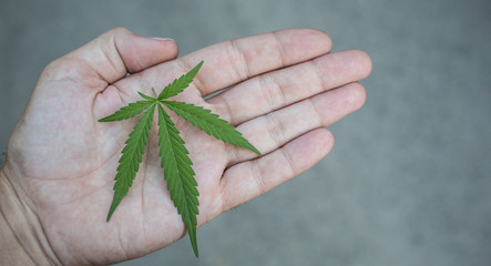 Hand holding a marijuana leaf