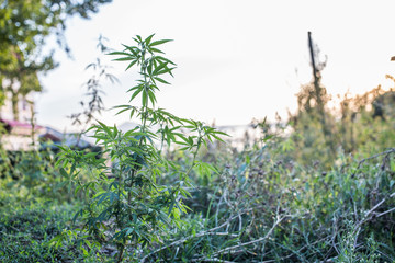 Wild marijuana growing outdoors