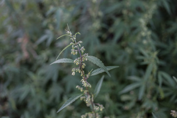 A wild male marijuana plant outdoors