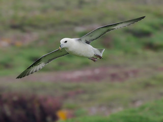 Fulmar, Fulmarus glacialis