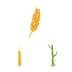 Vector illustration of wheat and corn icon. Collection of wheat and harvest vector icon for stock.
