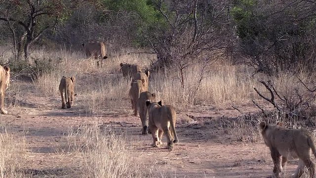 Lionesses and Cubs Walking Together in the Grass