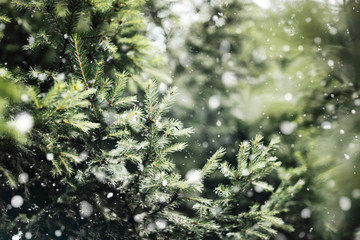 Closeup of Christmas tree with light, snow flake. Christmas and New Year holiday background with copy space. Fir branches in snow  and festive bokeh.