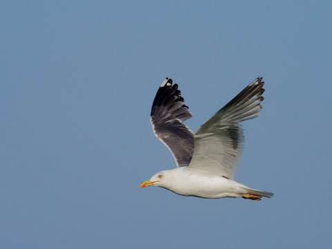 Great black-backed gull, Larus marinus,