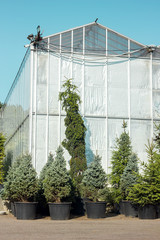 greenhouses glass growing vegetables fruit flowers outdoors flora for planting