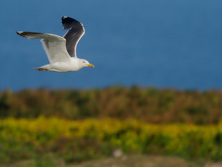 Fototapeta na wymiar Great black-backed gull, Larus marinus,