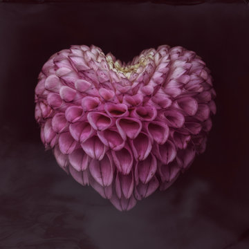 Close up of dahlia in heart shape