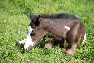 beautiful pinto or paint thoroughbred horse taking a nap in the field, in a sunny summer day