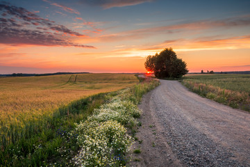Fototapeta na wymiar Masurian road with a lonely tree during sunset near Banie Mazurskie