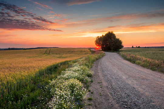 Masurian road with a lonely tree during sunset near Banie Mazurskie